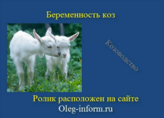 Беременость козы