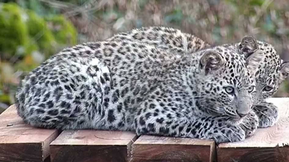Двух сочинских леопардов выпустят в дикую природу Кавказа в середине лета 2024 года