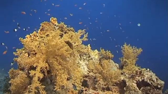 Revelation Corals - Russian VO