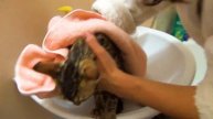 Кто сказал что БЕНГАЛЬСКИЙ КОТ НЕ БОИТСЯ ВОДЫ? Cat bathtime
