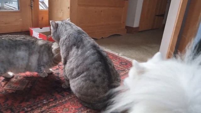 Папа кот ухаживает за мамой кошкой! Это так мило!
