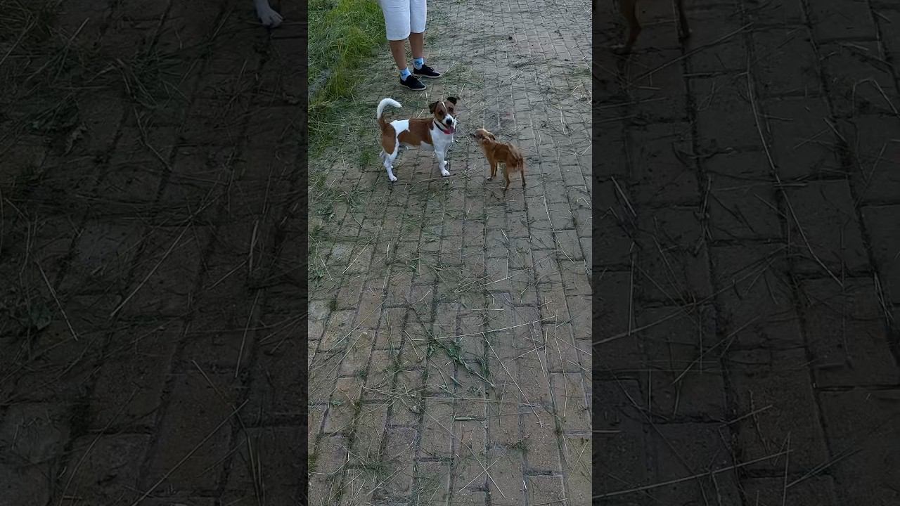 Кокеточка Никуся  (Чихуахуа 12 лет)