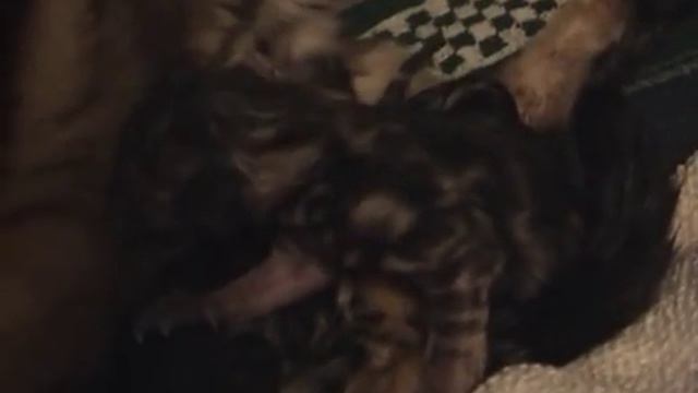 Anita the Bengal Cat with her very fresh baby kittens