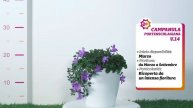 Apuliaplants | CAMPANULA V. 14 - PORTENSCHLAGIANA