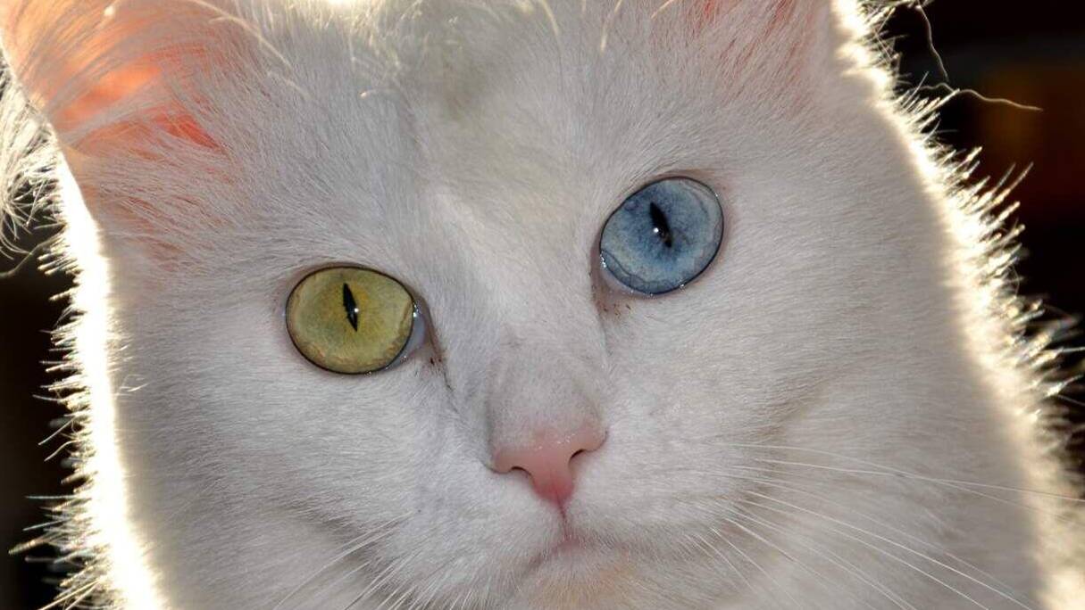 Карасукские кошки и коты из PRO Карасук