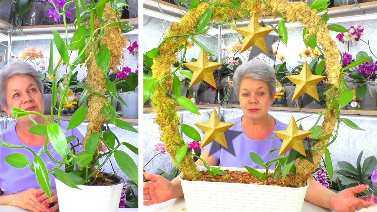 Ах, эта милая орхидея Ваниль! Делаю красивую Композицию - посадку орхидеи Лиана. Часть 2.