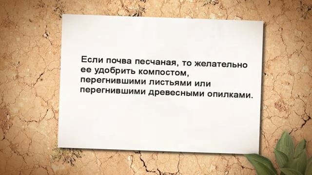 Как удобрять газон