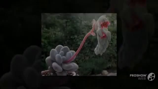 Pachyveria - garden plants