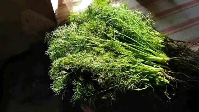 УКРОП КУСТИСТЫЙ обязательно посажу  выращу  и продам