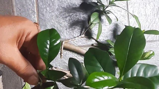 PROSES STEK KACAPIRING (gardenia jasmiodes) #stekkacapiring #belajarbonsai #pecintabonsai #bonsai