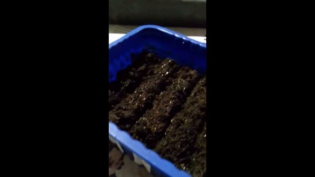 ПОСАДКА СЕМЯН ПЕРЦА НА РАССАДУ