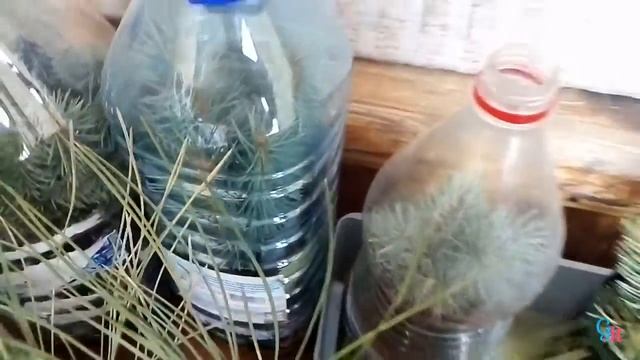 Укоренение голубой ели 3 я часть