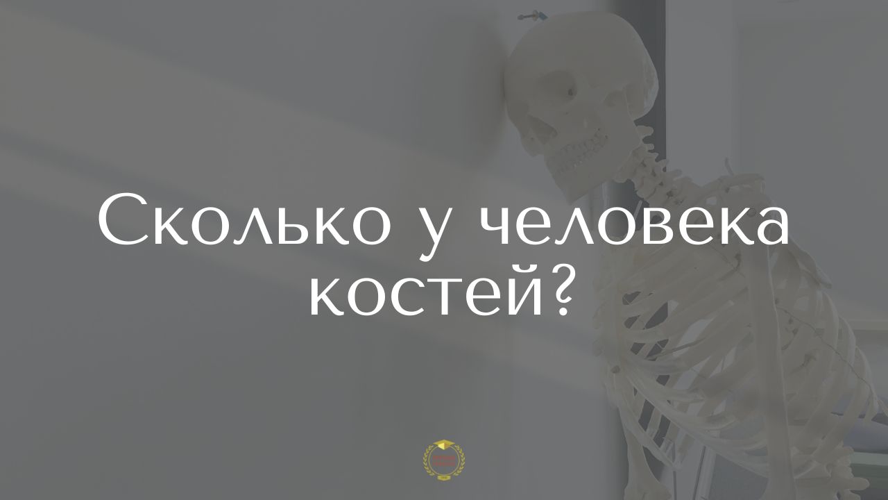 Сколько у человека костей?