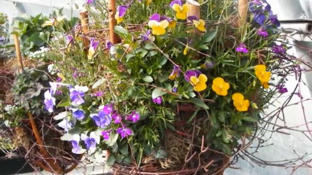 Flowers in Saint Anthony