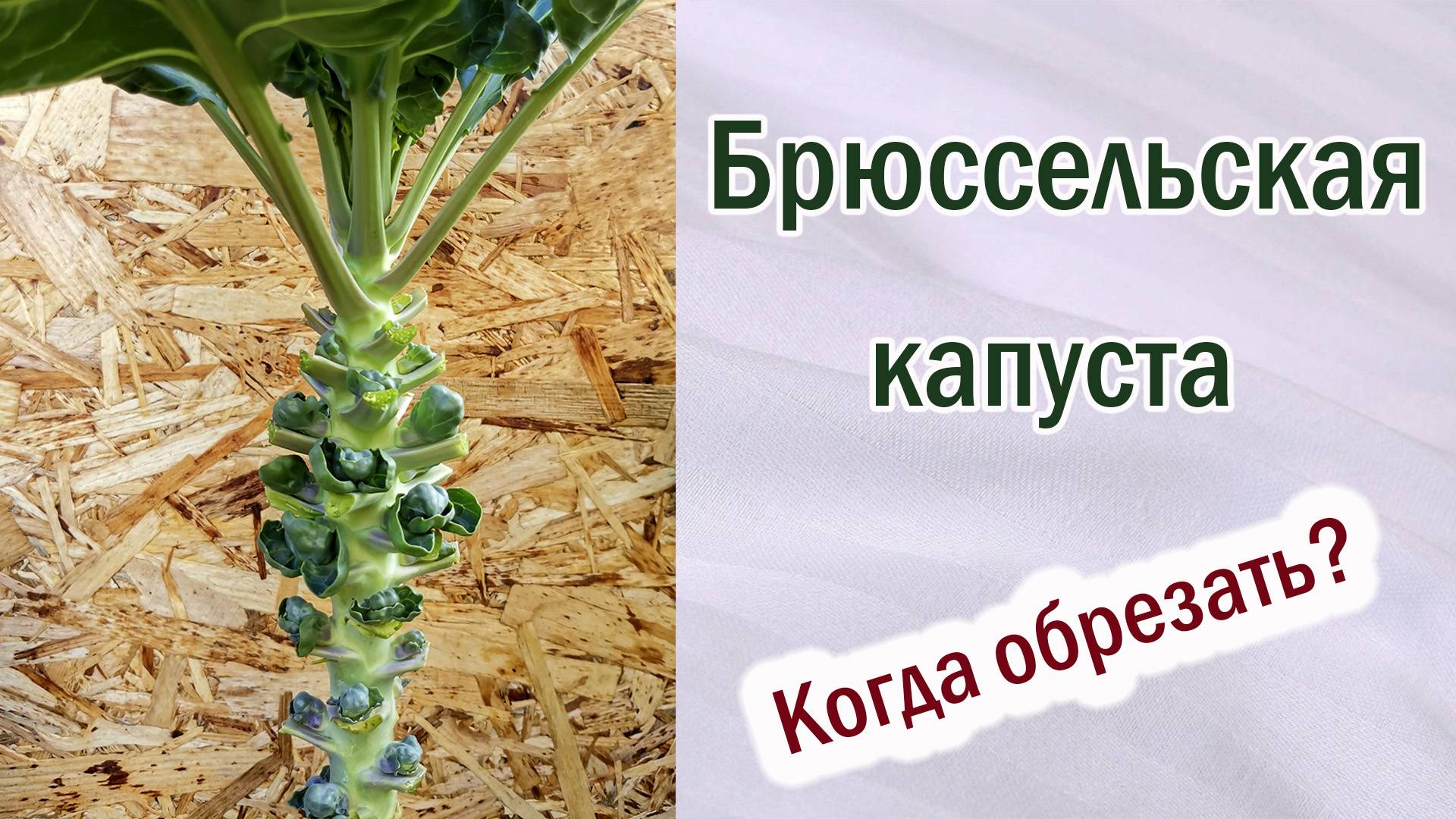 Брюссельская капуста. Когда и чем обрезать листья.