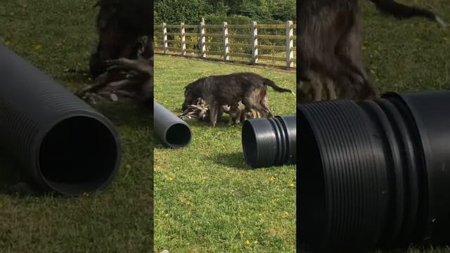 Feorish Irish Wolfhounds. Mum Tara playing with her puppies