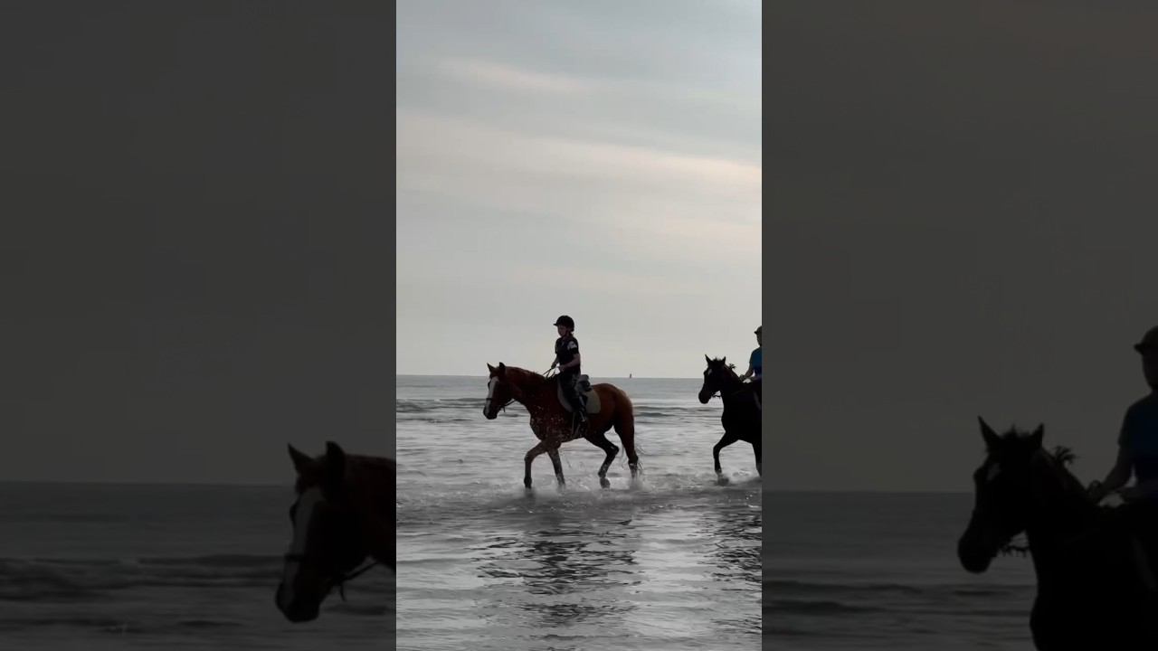 Лайк если хочешь также покататься на лошадях