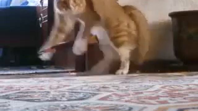 Смотреть приколы про котов