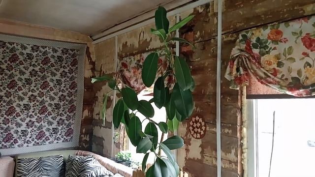 РАСТЮШКИ для ИЗБУШКИ.