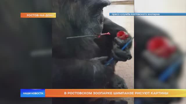 В Ростовском зоопарке шимпанзе рисуют картины