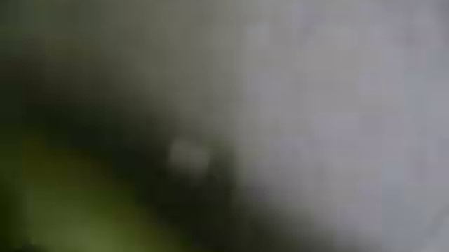 Спасение спаниеля
