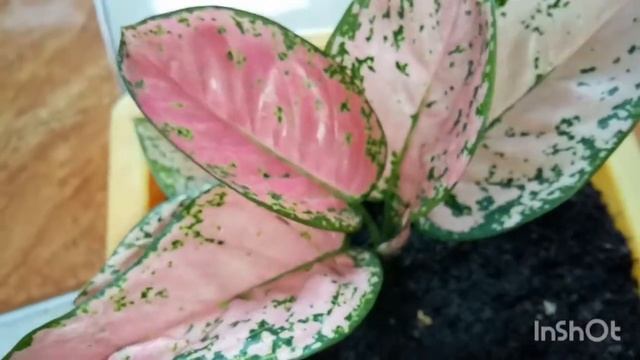 AGLONEMA RUBY SUPER PINK