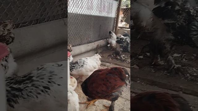 Цыплята породы брама  / кормление / ??