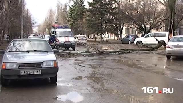 На Мечникова упало дерево