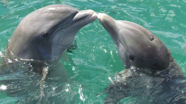 Relaxing Dolphins Sounds - Nature music, study music, ocean, waves