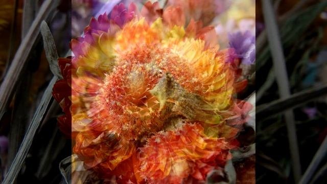 Неувядающие цветы. Сухоцветы Unfading flowers. Dried flowers