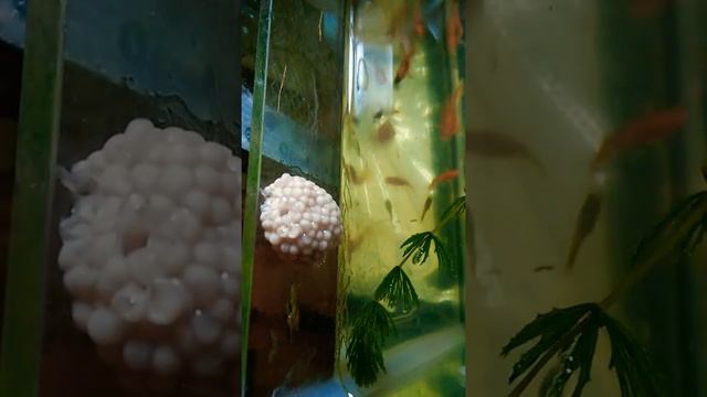 Кладка улитки ампулярий...Баку