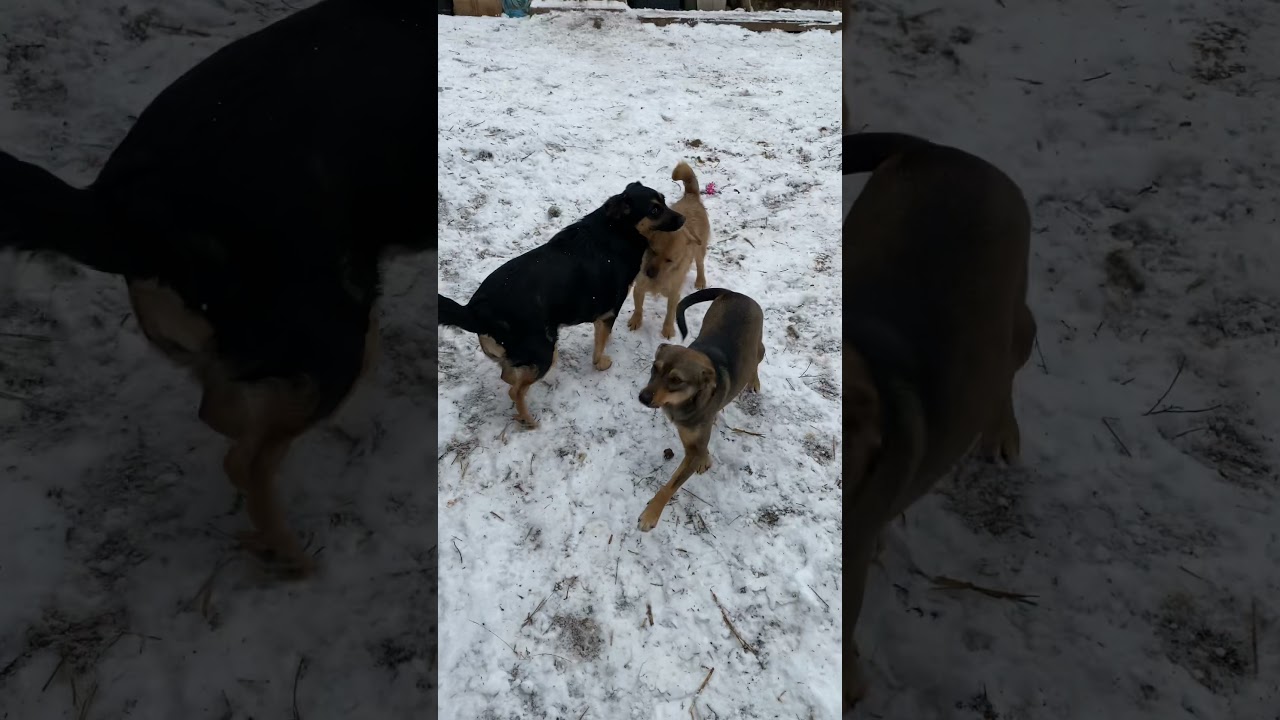 Питомник, Верный Друг !