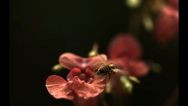 Best Bees Colorful Flowers Meditation Sleep Relax Music 4K Ultra HD