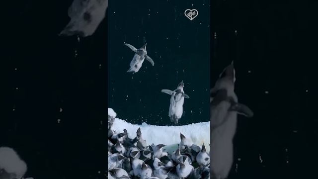 Птенцы императорских пингвинов прыгают с ледяной скалы, чтобы совершить свое первое плавание.😊