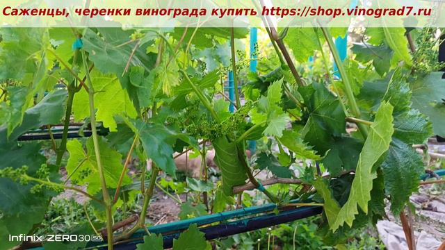 Виноград Малиновый звон, Малиновая заря - закладка соцветий, урожайный, с ранним сроком созревания