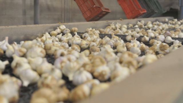 Eriófidos En El Ajo
