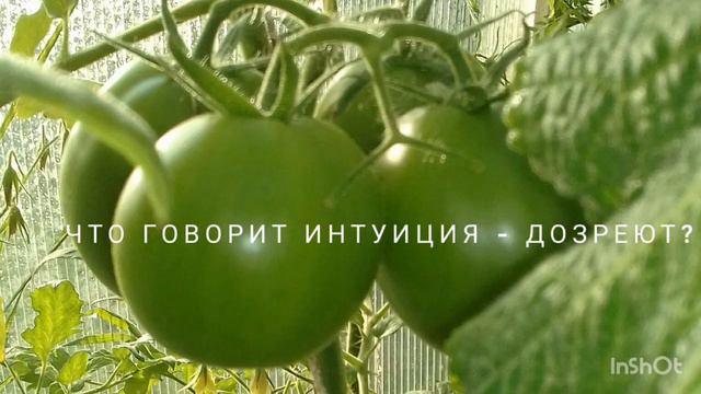 Август - лето уходит...Краснеют рябины...