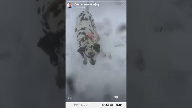 Первая прогулка спустя пол года расставания всех нас троих!!!