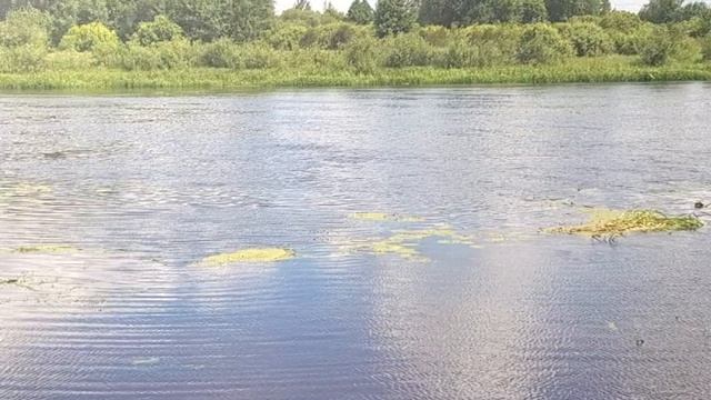 Очистка от камыша и ила.
