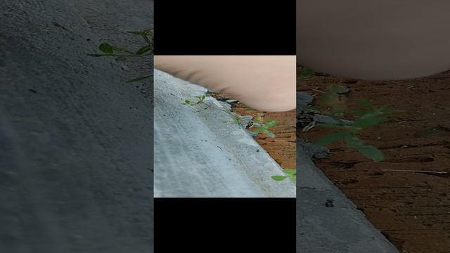 по пути домой нашел улитку.mp4