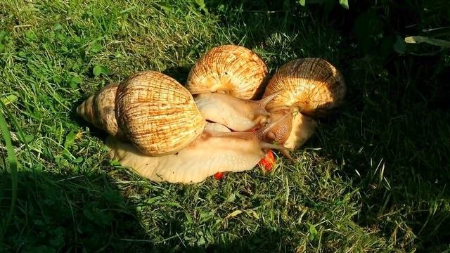 Улитки Ахатины  Улитки едят клубнику  Необычный домашний питомец