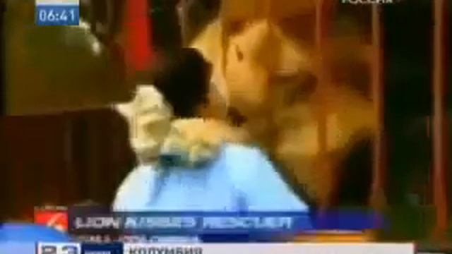 Лев обнял человека который его спас от смерти ! Смотреть
