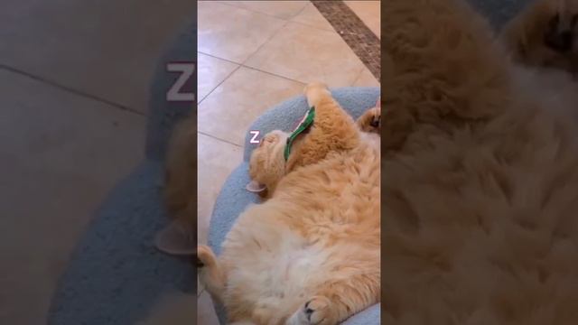 VID_20240511_131810_144.mp4