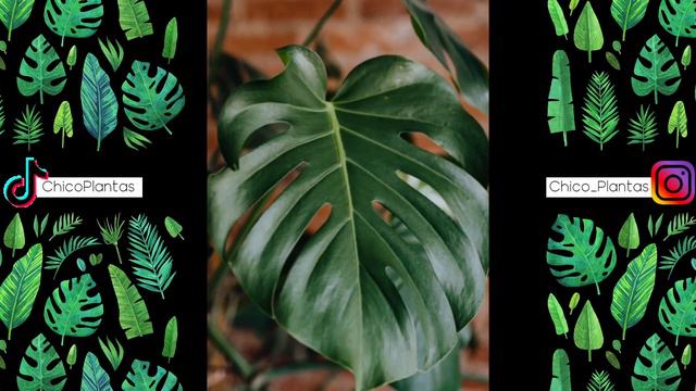 🩺DOCTOR PLANTAS 🌿 CAMELIA no brota 🌿GARDENIA hojas amarillas 🌿 MUSCARI seco