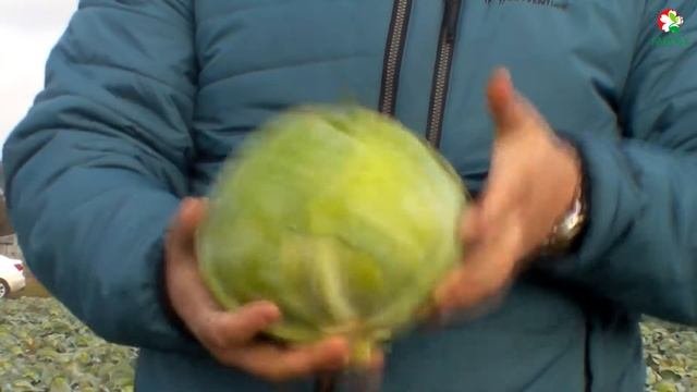 Капуста Монро F1 - Устойчивая и вкусная!