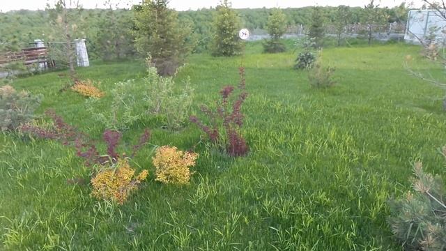 31 мая Лесная поляна Кемерово прогулка