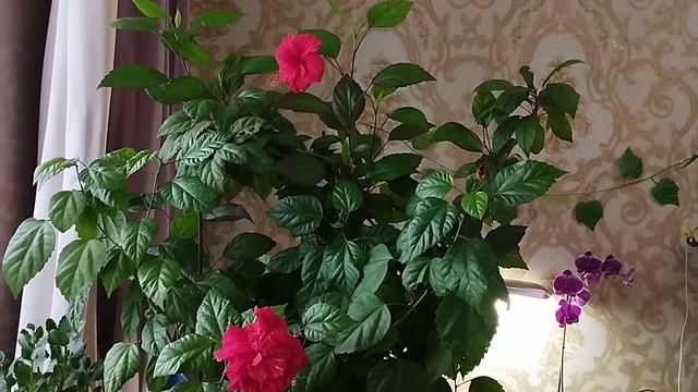 ВСЕ СЕКРЕТЫ ДЛЯ ЦВЕТЕНИЕ  ГИБИСКУСА!!!