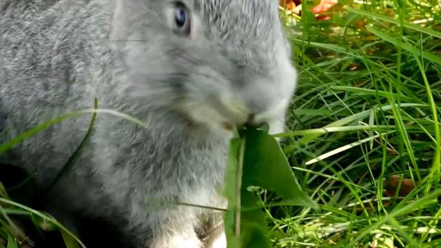 КРОЛИКИ В СЛОУ-МО// RABBIT IN  SLOW MOTION // КРОЛИКИ В СЛОУ МОУШН #XATASKRAU