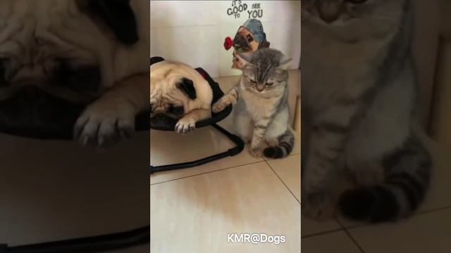 Спи мой господин😴😂 ( видео про собак и кошек )
