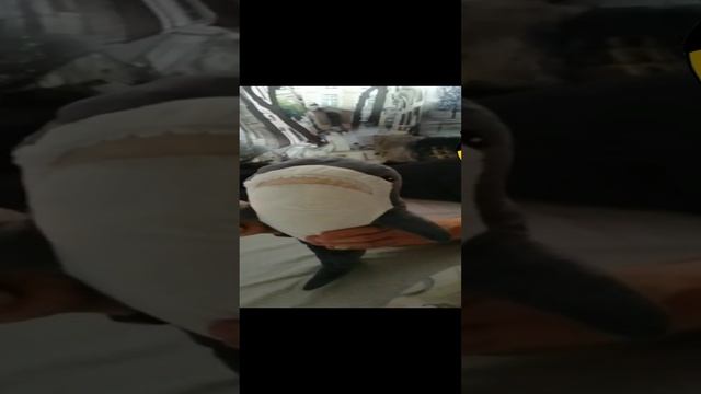 export_4414442709319682246.mp4